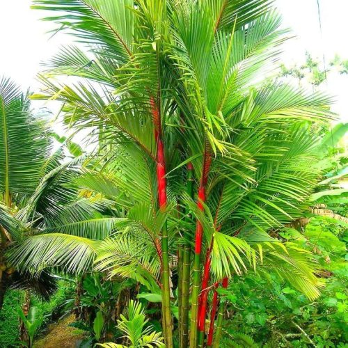 PALMEIRA LACA VERMELHA